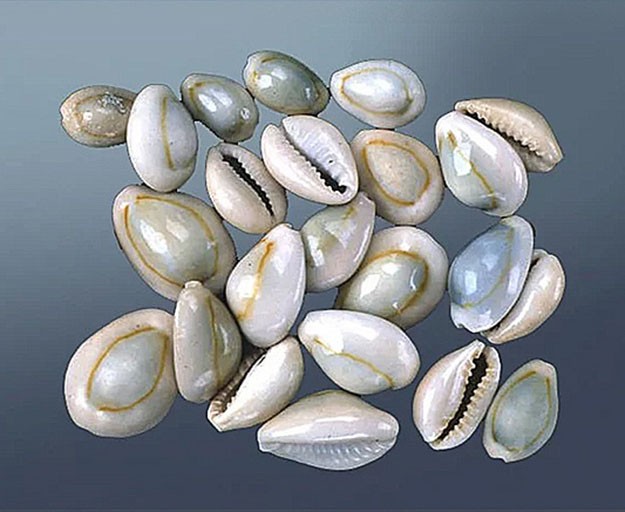  Cowri Shells Worldwide 